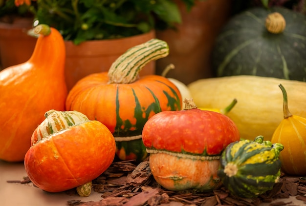 Variedad de calabazas naranjas en la feria de otoño de la granja