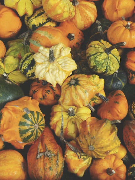 Variedad de calabazas ornamentales.