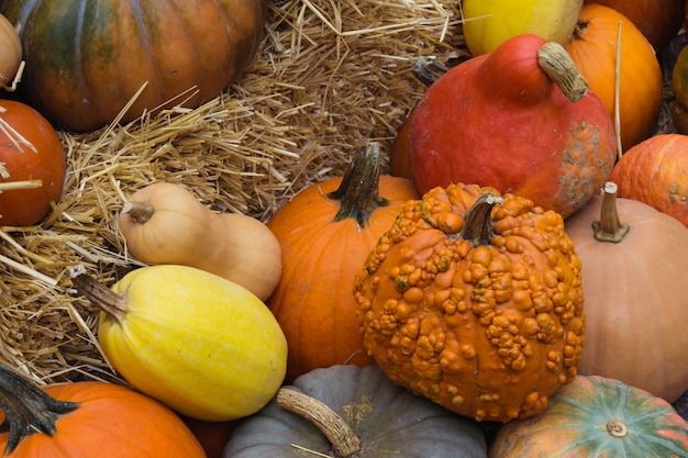 Foto variedad de calabazas y paja