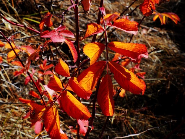 variedad de colores otoñales