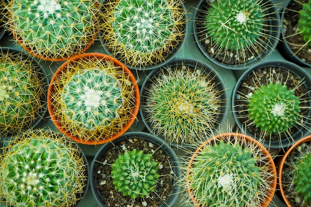 Variedad y colorido del cactus en el jardín botánico.