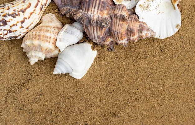 una variedad de conchas marinas mixtas casa de caracoles en arenas sol fondo del océano maqueta gratis copiar pegar vac