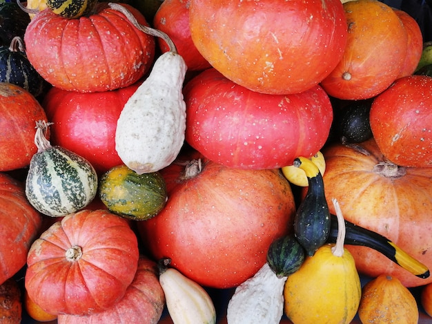 Variedad de diferentes calabazas coloridas y texturizadas.