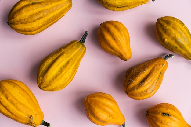 Una variedad de diferentes calabazas otoñales sobre un fondo rosa