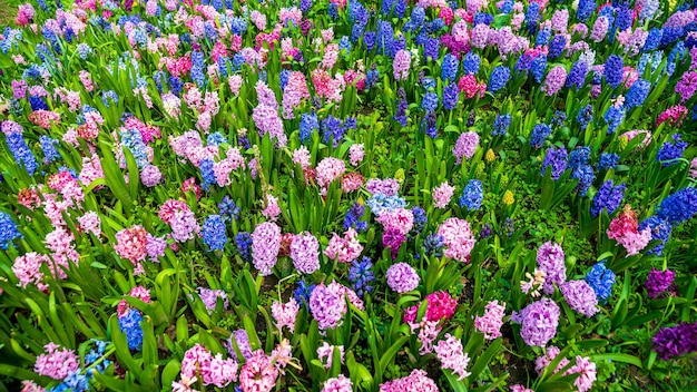 Variedad de flores de jacinto con diferentes colores.