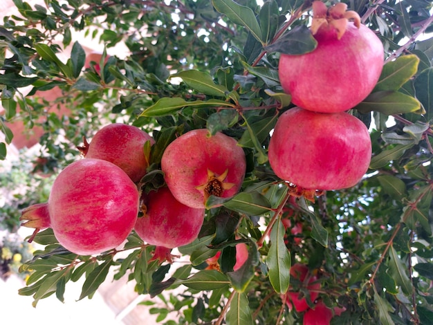 Esta variedad de granada es bastante rosadora