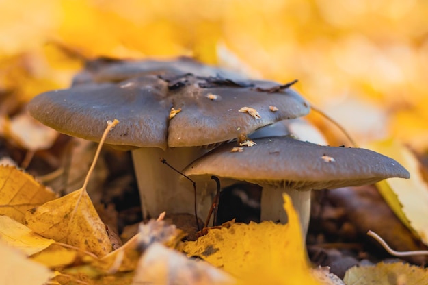 Una variedad de hongos ostra que crecen en otoño en la naturaleza en un entorno natural