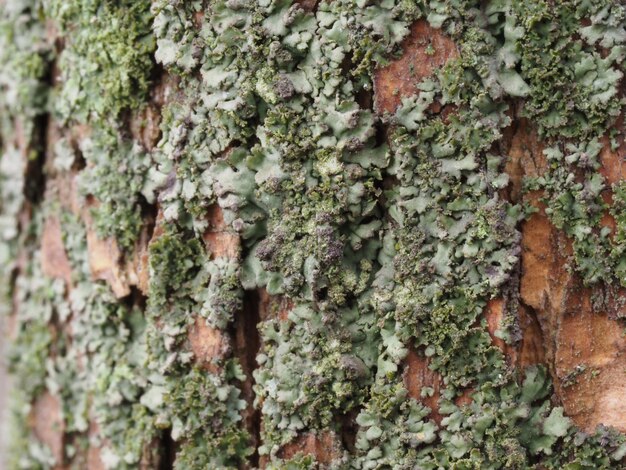 una variedad de líquenes en la corteza de un árbol