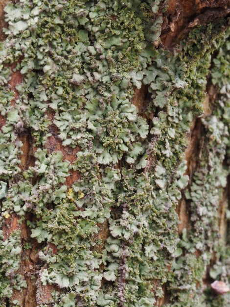 una variedad de líquenes en la corteza de un árbol