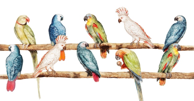 Variedad de loro vintage en la ilustración de la rama