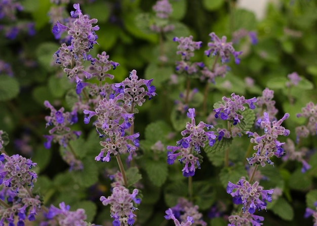 Foto variedad de menta felina con flores azules 2