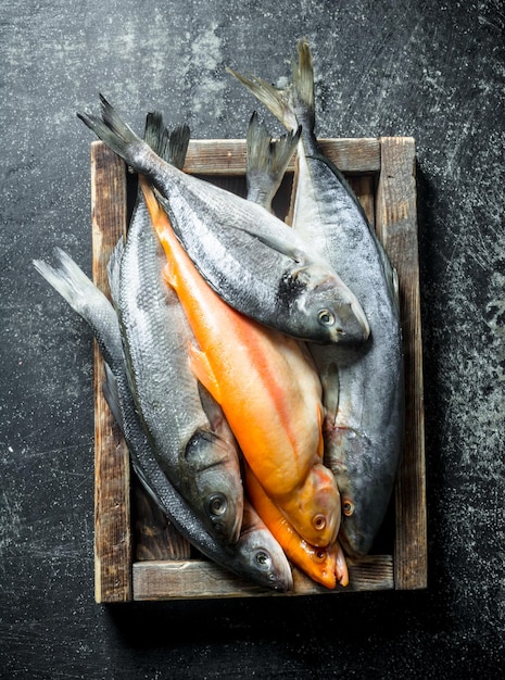 Una variedad de pescados frescos en una bandeja