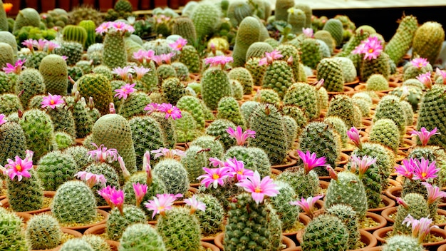 Variedad de plantas de cactus. Dentro del vivero.