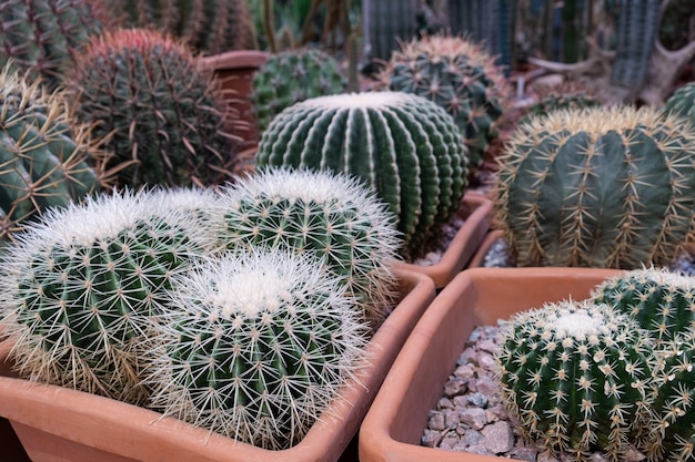 Una variedad de plantas de cactus en exhibición en una granja de cactus. Fondo ecológico en colores neutros con plantas suculentas en macetas.