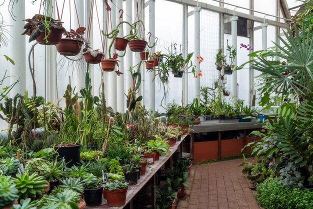 Variedad de plantas y flores dentro del invernadero botánico