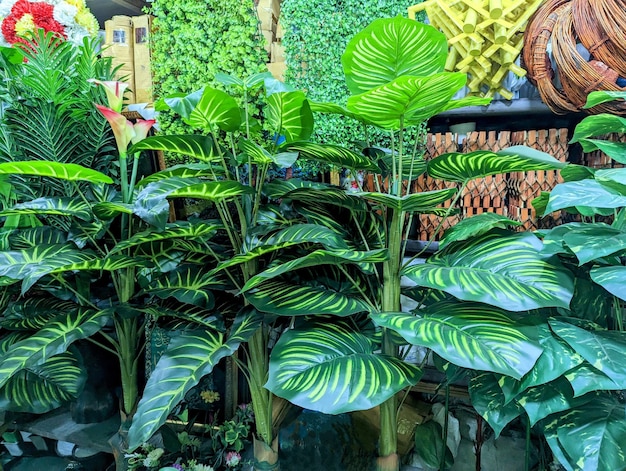 Una variedad de plantas en una tienda