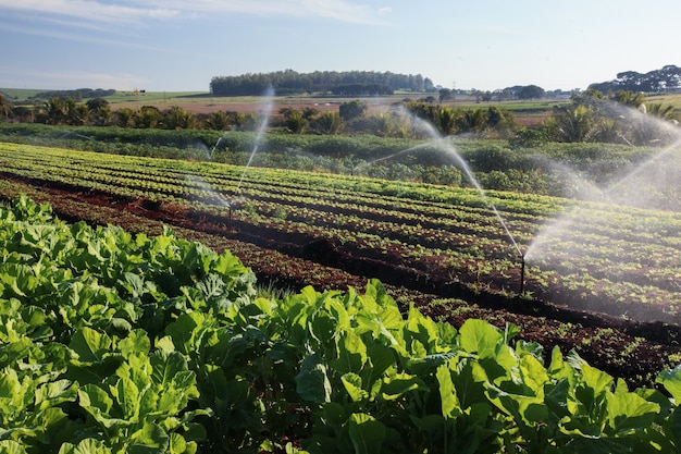 Foto variedad de plantas vegetales en crecimiento en huerto