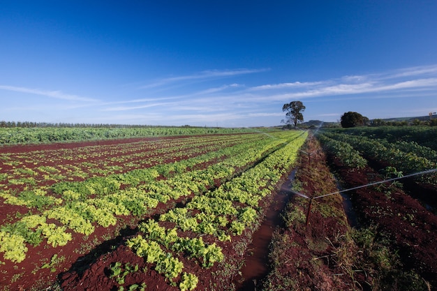 Variedad de plantas vegetales en crecimiento en huerto