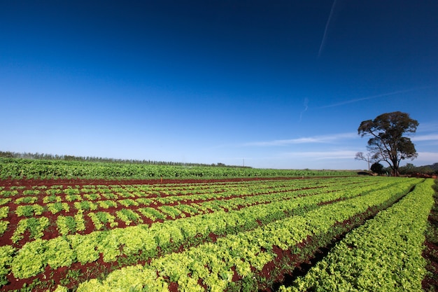 Variedad de plantas vegetales en crecimiento en huerto