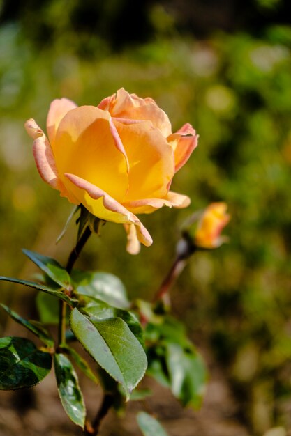 Variedad de rosa Luis DeFunes cultivada en el jardín de rosas de Palermo en Buenos Aires. Plantas ornamentales