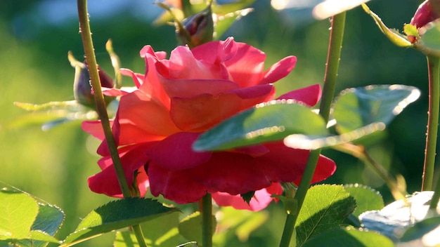 Foto variedad de rosas