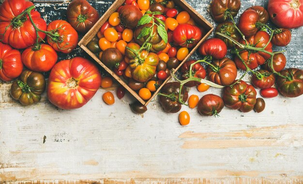 Variedad de tomates maduros coloridos