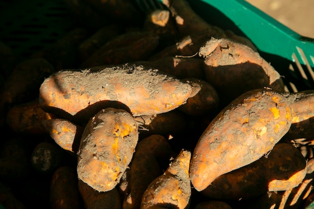 Variedad de tubérculos peruanos de la zona de la selva peruana en el Amazonas