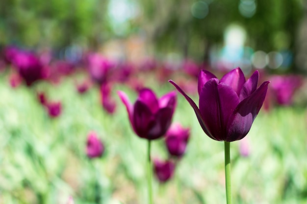 Variedad de tulipanes morados