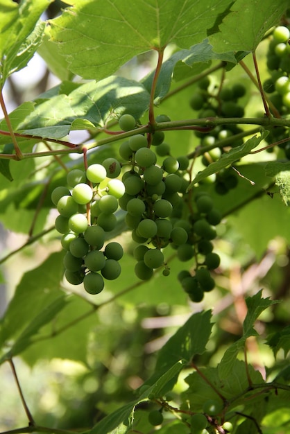 Variedad de uva de maduración temprana en un racimo