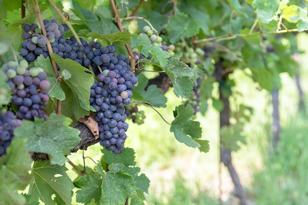 Variedad de uvas