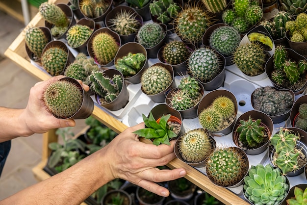 Foto variedade close-up de cactos em vasos