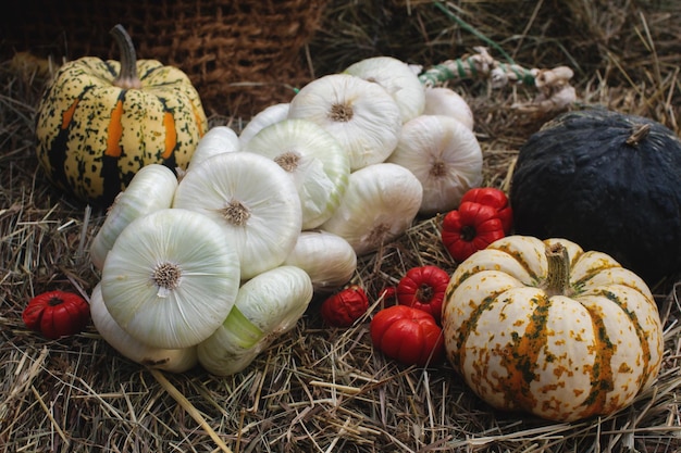 Variedade de abóboras coloridas no mercado de agricultores sazonais colheita de vegetais decorativos no outono para o foco seletivo do festival de outono