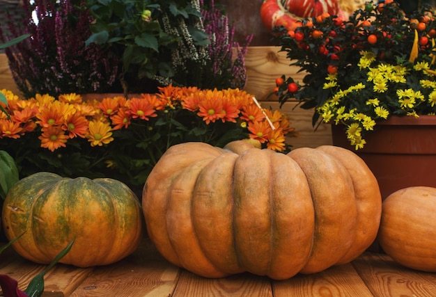 Variedade de abóboras coloridas no mercado de agricultores sazonais colheita de vegetais decorativos no outono para o foco seletivo do festival de outono