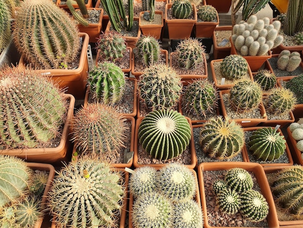 Variedade de cactos no jardim botânico