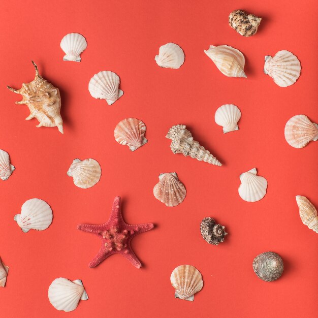 Variedade de conchas do mar