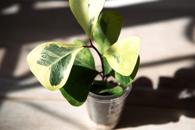Variedade de creme de coco Ficus triangularis em um copo para transplante folha de close-up no peitoril da janela em luz solar brilhante com sombras Plantas de casa em vaso cuidado e cultivo de decoração de casa verde
