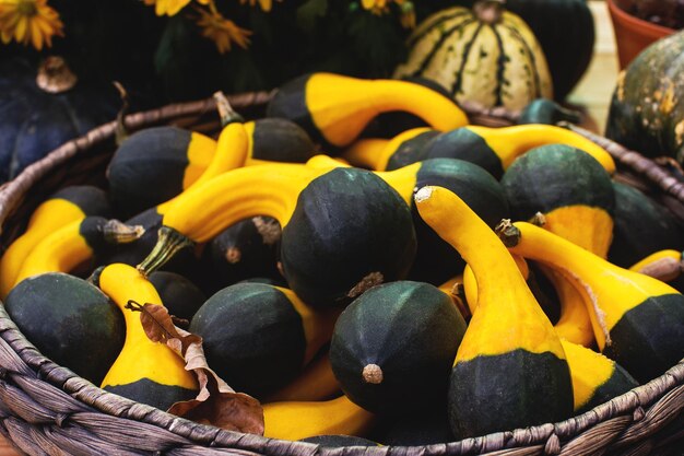 Variedade de estranhas abóboras decorativas de Haloween em agricultores sazonais comercializam vegetais de colheita de outono para o foco seletivo do festival de outono