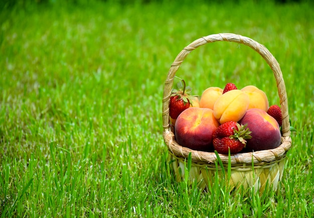 Variedade de frutas e bagas orgânicas frescas maduras: pêssegos, damascos e morango. cultive frutas na cesta na grama verde no jardim.