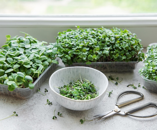 Variedade de micro verdes na mesa