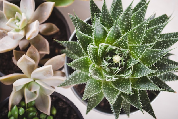 variedade de mini plantas de casa suculentas