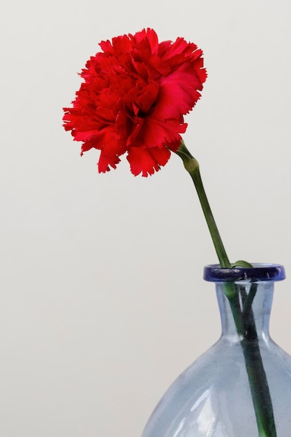 Variedade de natureza morta de flores de interior em um vaso