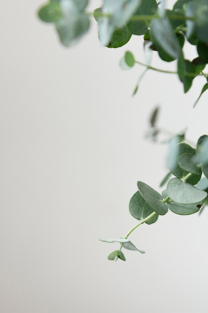 Foto variedade de plantas de casa verdes