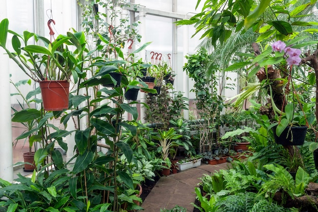 Variedade de plantas e flores dentro de uma estufa botânica.