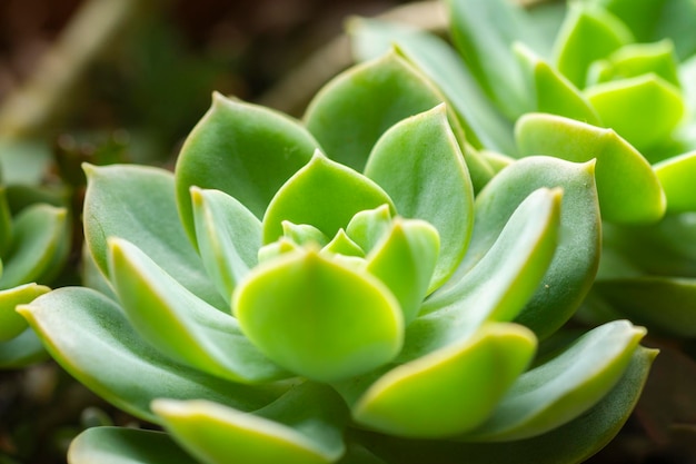 Variedade de plantas suculentas em vasos fecha a imagem