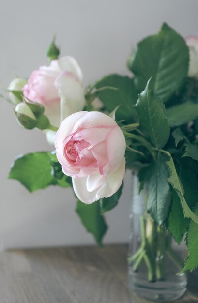 Foto variedade de rosa pierre de ronsard em vaso