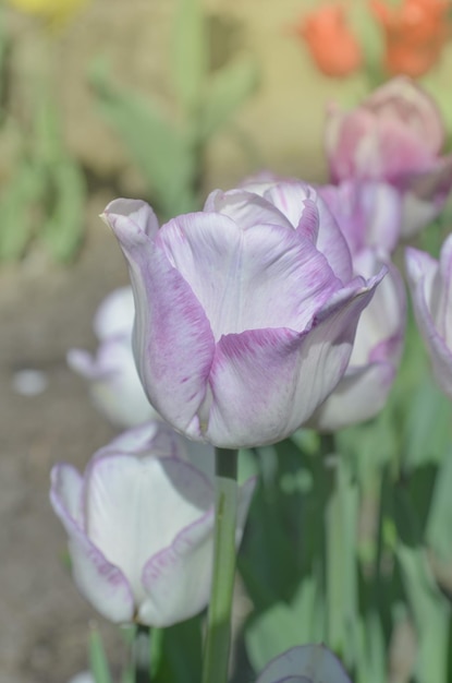 Variedade de tulipas em listras roxas e lilás brancas Tulipa branca com listras roxas Shirley