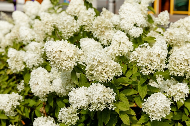 Variedade florescendo de hortênsia branca paniculata (Hydrangea paniculata) em um jardim de verão.