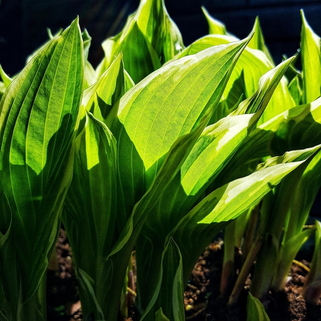 Foto variedade hosta francee