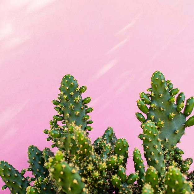 Foto variedade mínima de plantas naturais