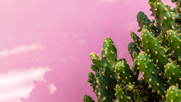 Foto variedade mínima de plantas naturais